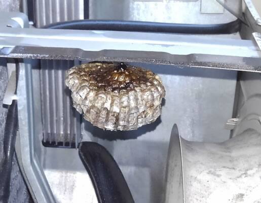 アシナガバチの巣駆除室外機内部